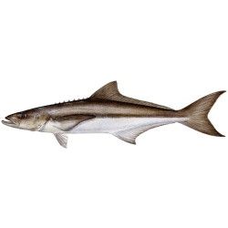 Cobia Decal