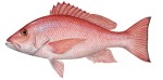 Red Snapper Decal