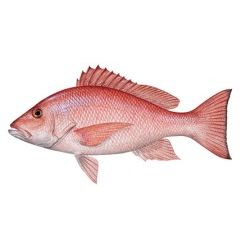 Red Snapper Decal