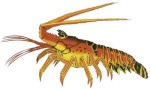 Lobster Decal - Spiny Lobster