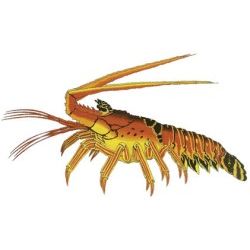 Lobster Decal - Spiny Lobster