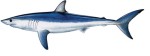 Mako Shark Decal