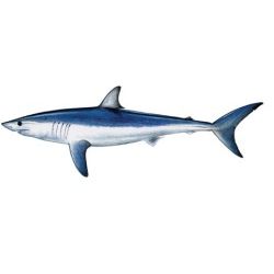 Mako Shark Decal