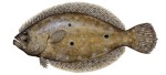 Flounder Decal