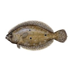 Flounder Decal