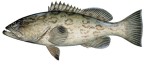 Gag Grouper Decal