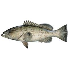 Gag Grouper Decal