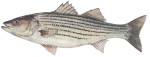 Horizontal Striper Decal