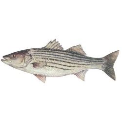 Horizontal Striper Decal