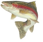 Action Rainbow Trout Decal