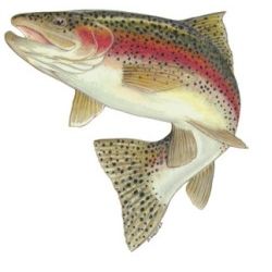 Action Rainbow Trout Decal
