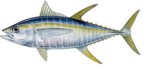 Yellowfin Tuna Decal