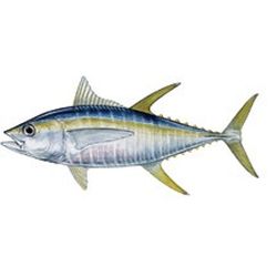 Yellowfin Tuna Decal