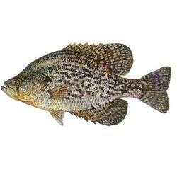 Crappie Decal