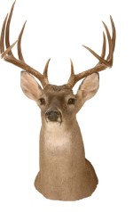 Whitetail Deer Decal