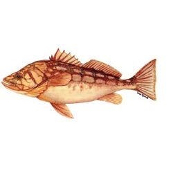 Calico Bass Decal