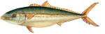 California Yellowtail Decal