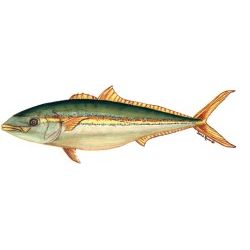 California Yellowtail Decal