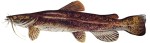Flathead Catfish Decal