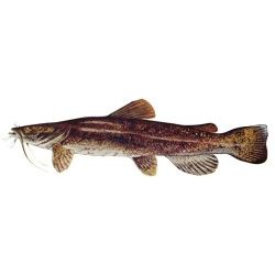 Fish Stix Flathead Catfish Decal