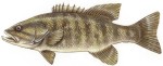 Smallmouth Bass Decal