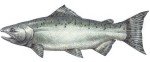 Salmon Decal