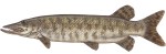 Musky Decal