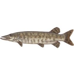 Musky Decal