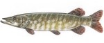 Northern Pike Decal