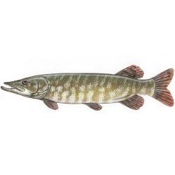 Northern Pike Decal