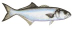 Bluefish Decal