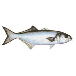 Bluefish Decal