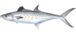 Spanish Mackerel Decal