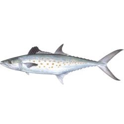 Spanish Mackerel Decal