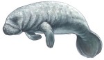 Manatee Decal