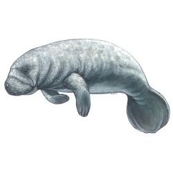 Manatee Decal