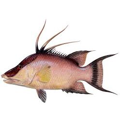 Hogfish Decal