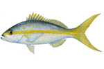 Yellowtail Snapper Decal