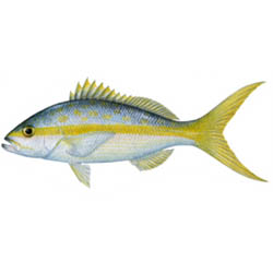 Yellowtail Snapper Decal