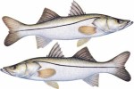 Snook Decal Twin Pack