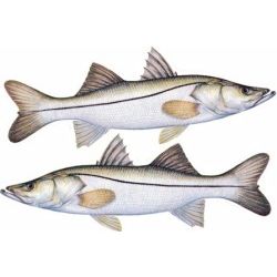 Snook Decal Twin Pack