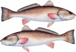 Redfish Decal Twin ...