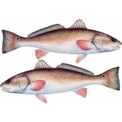 Redfish Decal Twin Pack