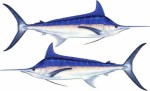 Blue Marlin Decal T...