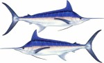 Blue Marlin Decal Twin Pack