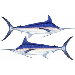 Blue Marlin Decal Twin Pack