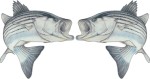 Action Striper Decal Twin Pack