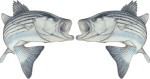 Action Striper Decal Twin Pack