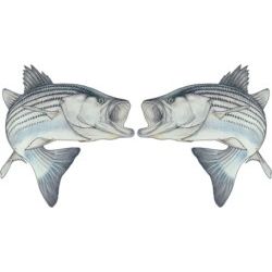 Action Striper Decal Twin Pack