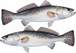 Sea Trout Decal Twi...